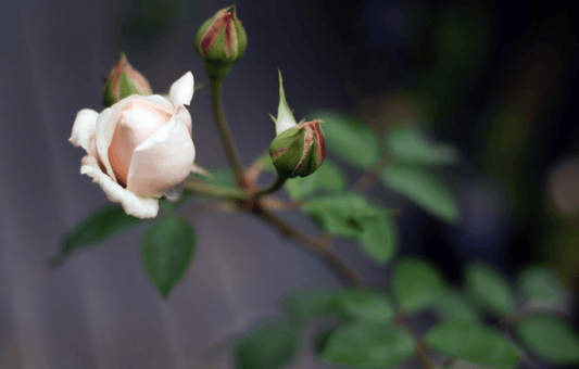 Why Beauty Isn’t Shallow - GoodKind