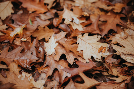 Sabbath in Six - Jump in the Leaves - GoodKind