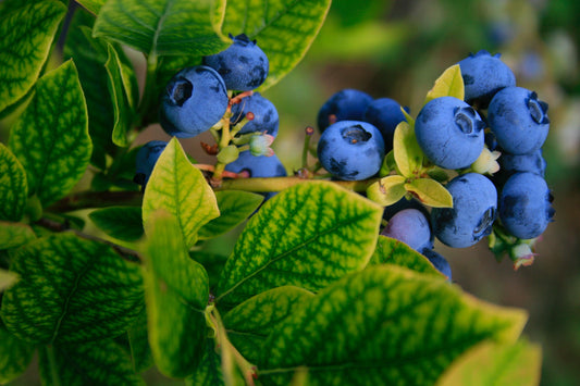God’s Gracious Rhythm of Seasons: Why Marking the Days Matters - GoodKind