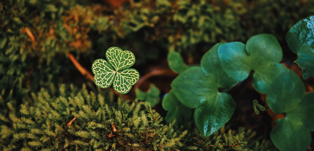 Why You Should Celebrate St. Patrick's Day - A Conversation from GoodKind
